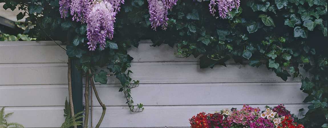 Wisteria sinensis 'Prolific', Blauregen, Glyzine