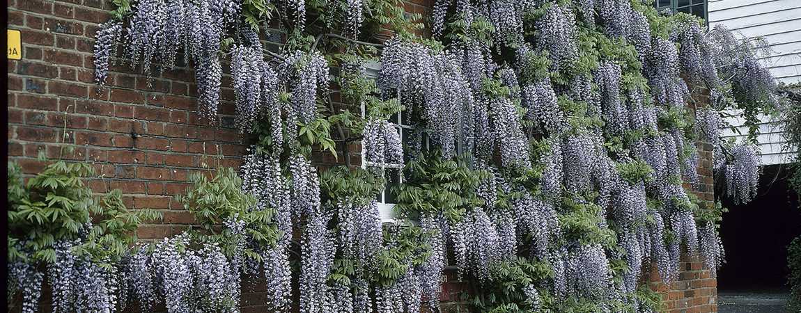 Wisteria sinensis 'Prolific', Blauregen, Glyzine