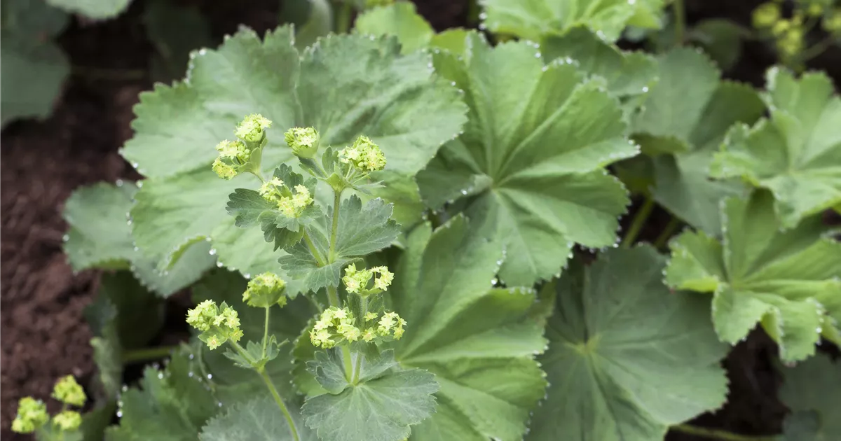 Alchémille (Alchemilla vulgaris) : plantation, entretien