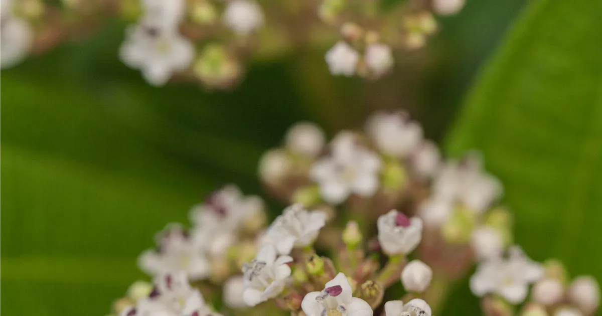 Viburnum Davidii Immergr Ner Schneeball Pflanzen F R Unsere G Rten