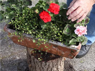 Balkonkasten - Bepflanzen mit mehreren Blumen (Anleitung - 5).jpg