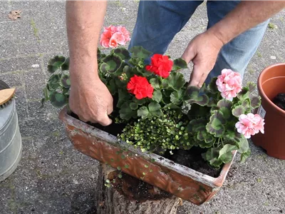 Balkonkasten - Bepflanzen mit mehreren Blumen (Anleitung - 4).jpg