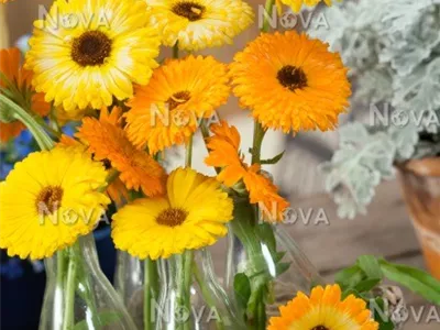 Calendula-officinalis-Mischung-4519CC.jpg