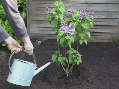 Flieder - Einpflanzen im Garten (thumbnail).jpg