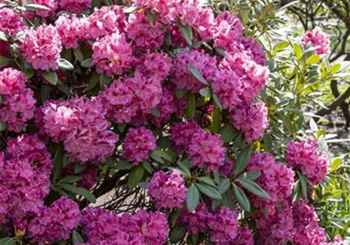 Rhododendron und Azaleen